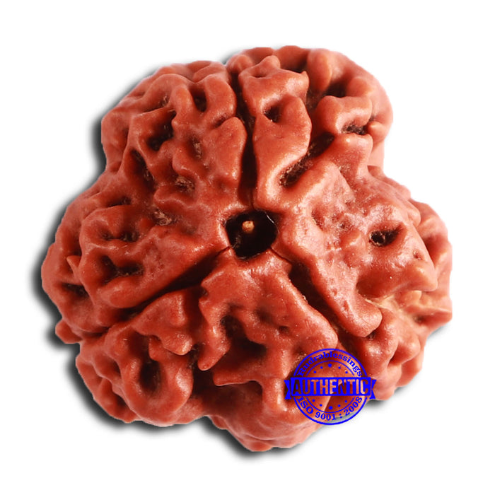 3 Mukhi Rudraksha from Nepal - Bead No. 349