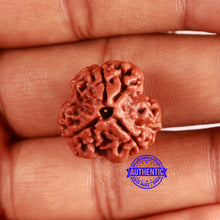 Load image into Gallery viewer, 3 Mukhi Rudraksha from Nepal - Bead No. 349
