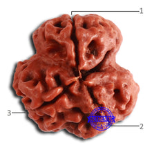 Load image into Gallery viewer, 3 Mukhi Rudraksha from Nepal - Bead No. 350
