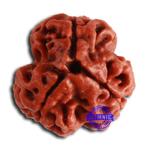 Load image into Gallery viewer, 3 Mukhi Rudraksha from Nepal - Bead No. 350
