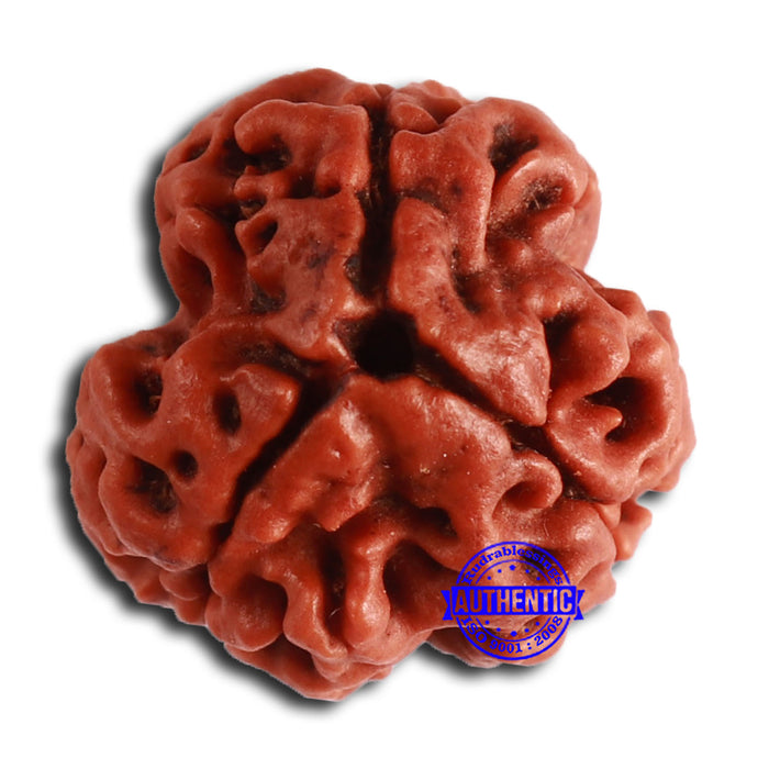 3 Mukhi Rudraksha from Nepal - Bead No. 350