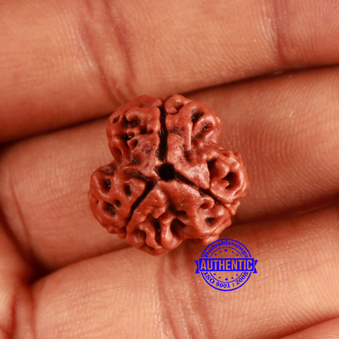 3 Mukhi Rudraksha from Nepal - Bead No. 350