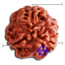 Load image into Gallery viewer, 3 Mukhi Rudraksha from Nepal - Bead No. 351
