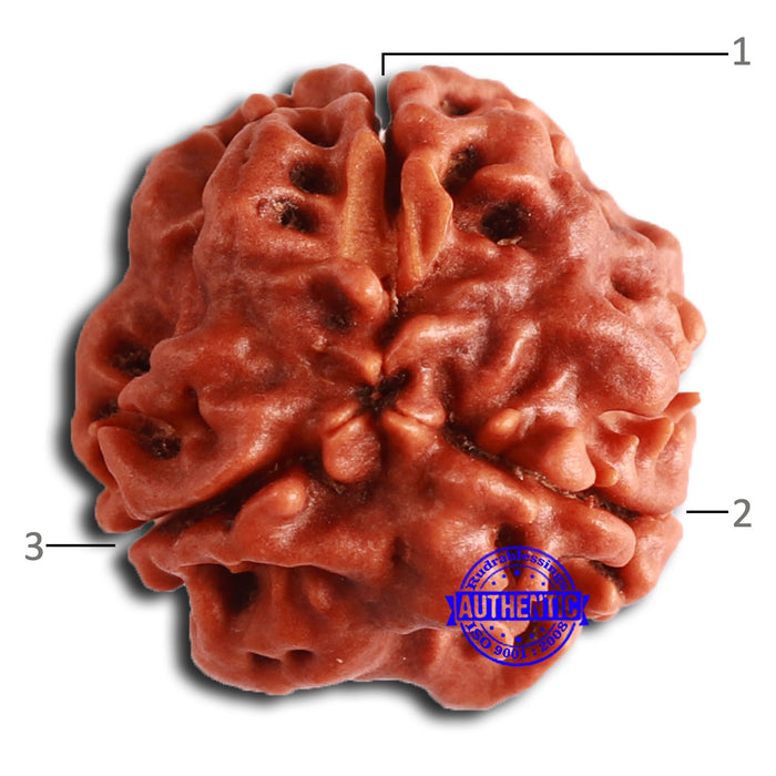 3 Mukhi Rudraksha from Nepal - Bead No. 351