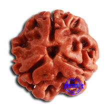 Load image into Gallery viewer, 3 Mukhi Rudraksha from Nepal - Bead No. 351
