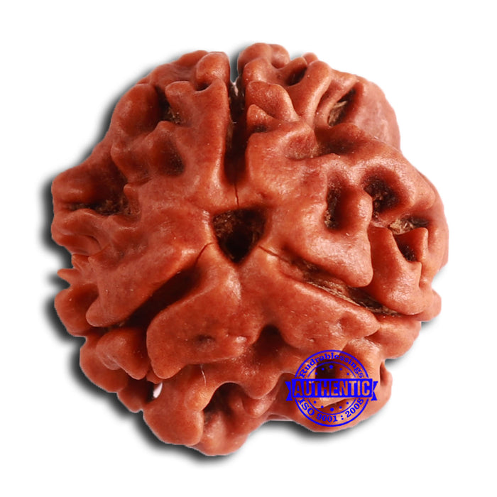 3 Mukhi Rudraksha from Nepal - Bead No. 351