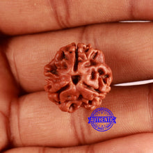 Load image into Gallery viewer, 3 Mukhi Rudraksha from Nepal - Bead No. 351
