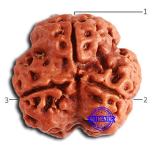 Load image into Gallery viewer, 3 Mukhi Rudraksha from Nepal - Bead No. 354
