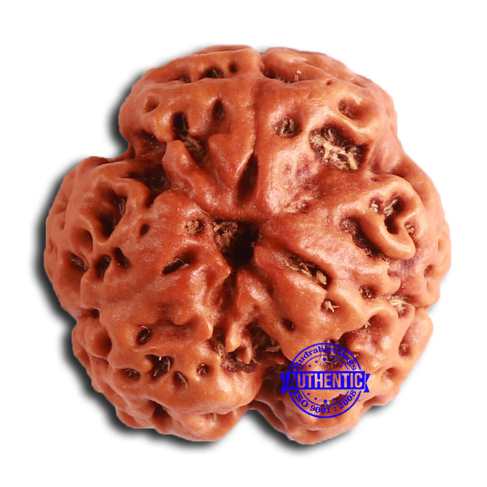 3 Mukhi Rudraksha from Nepal - Bead No. 354