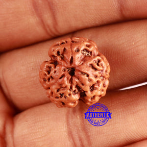3 Mukhi Rudraksha from Nepal - Bead No. 354