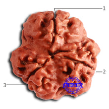 Load image into Gallery viewer, 3 Mukhi Rudraksha from Nepal - Bead No. 355
