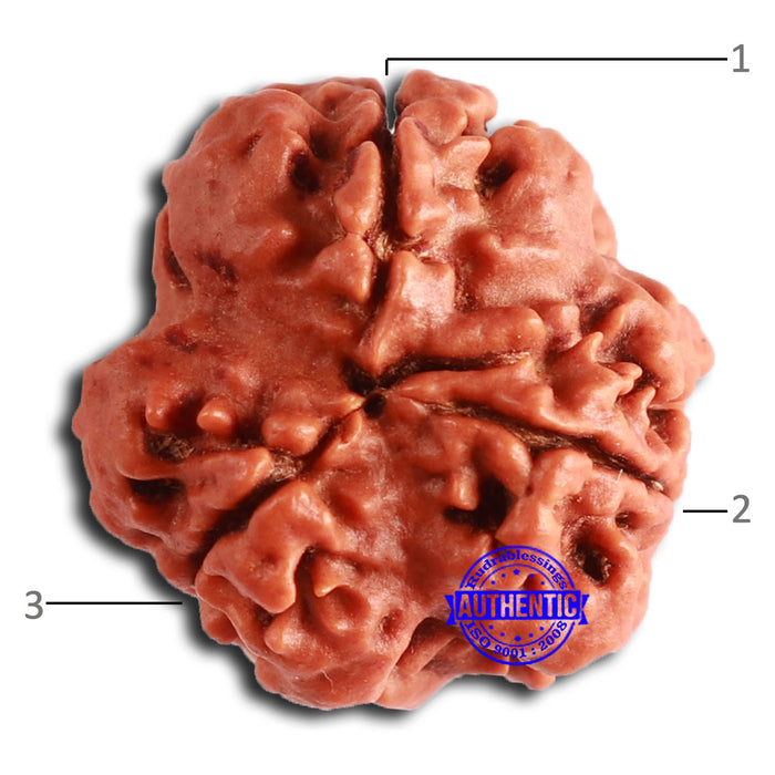 3 Mukhi Rudraksha from Nepal - Bead No. 355