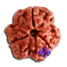 Load image into Gallery viewer, 3 Mukhi Rudraksha from Nepal - Bead No. 355
