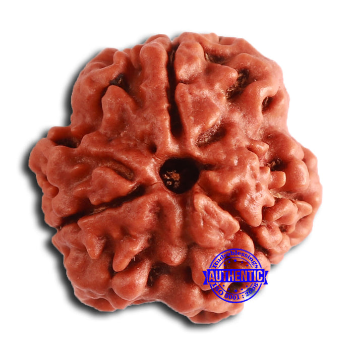 3 Mukhi Rudraksha from Nepal - Bead No. 355