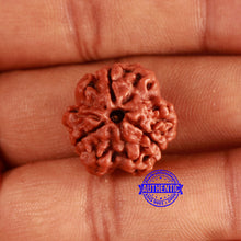 Load image into Gallery viewer, 3 Mukhi Rudraksha from Nepal - Bead No. 355
