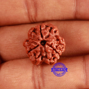 3 Mukhi Rudraksha from Nepal - Bead No. 355