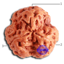 Load image into Gallery viewer, 3 Mukhi Rudraksha from Nepal - Bead No. 356
