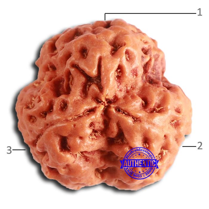 3 Mukhi Rudraksha from Nepal - Bead No. 356