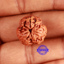 Load image into Gallery viewer, 3 Mukhi Rudraksha from Nepal - Bead No. 356
