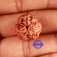 Load image into Gallery viewer, 3 Mukhi Rudraksha from Nepal - Bead No. 356
