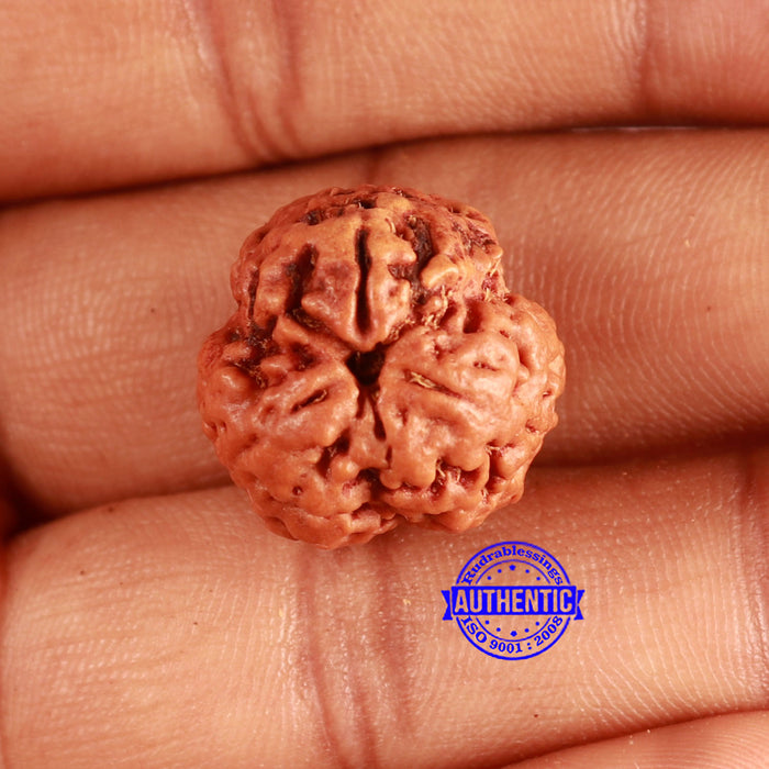 3 Mukhi Rudraksha from Nepal - Bead No. 356