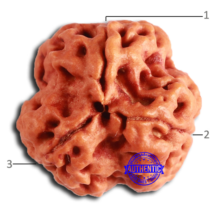 3 Mukhi Rudraksha from Nepal - Bead No. 357