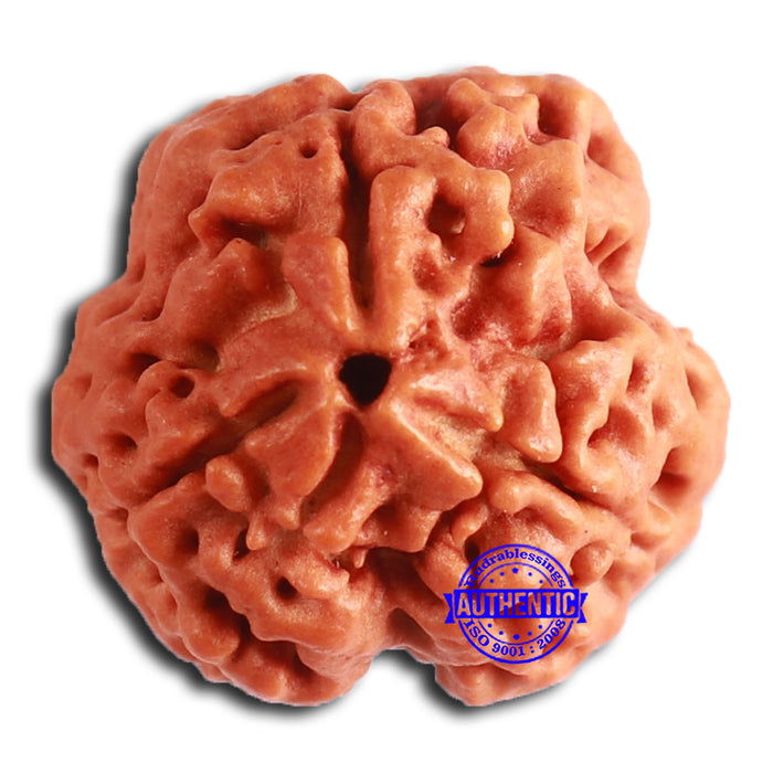 3 Mukhi Rudraksha from Nepal - Bead No. 357