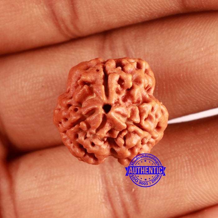 3 Mukhi Rudraksha from Nepal - Bead No. 357