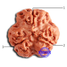 Load image into Gallery viewer, 3 Mukhi Rudraksha from Nepal - Bead No. 358
