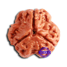 Load image into Gallery viewer, 3 Mukhi Rudraksha from Nepal - Bead No. 358
