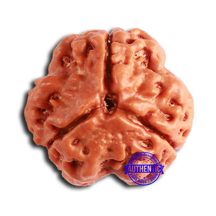 3 Mukhi Rudraksha from Nepal - Bead No. 358
