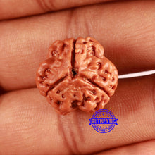 Load image into Gallery viewer, 3 Mukhi Rudraksha from Nepal - Bead No. 358
