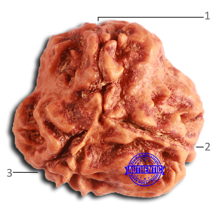 3 Mukhi Rudraksha from Nepal - Bead No. 359