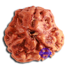 Load image into Gallery viewer, 3 Mukhi Rudraksha from Nepal - Bead No. 359
