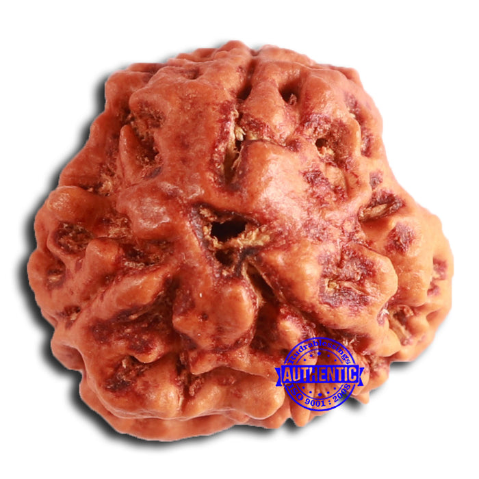 3 Mukhi Rudraksha from Nepal - Bead No. 359