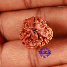 Load image into Gallery viewer, 3 Mukhi Rudraksha from Nepal - Bead No. 359
