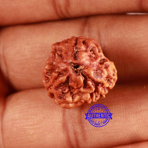 3 Mukhi Rudraksha from Nepal - Bead No. 359