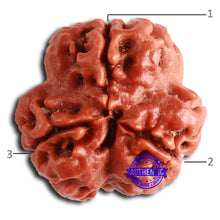Load image into Gallery viewer, 3 Mukhi Rudraksha from Nepal - Bead No. 360
