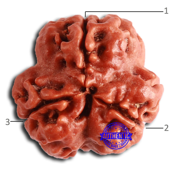 3 Mukhi Rudraksha from Nepal - Bead No. 360