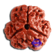 Load image into Gallery viewer, 3 Mukhi Rudraksha from Nepal - Bead No. 360
