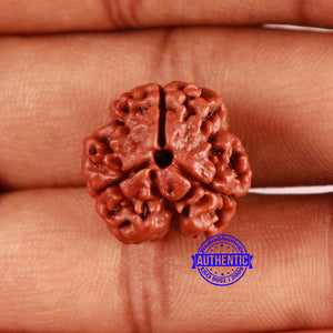 3 Mukhi Rudraksha from Nepal - Bead No. 360