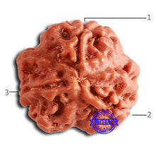 Load image into Gallery viewer, 3 Mukhi Rudraksha from Nepal - Bead No. 361
