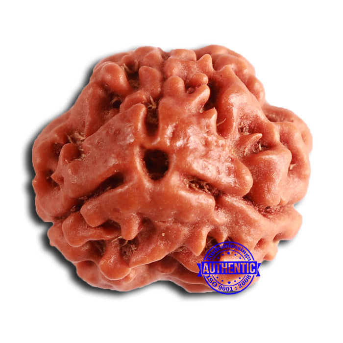 3 Mukhi Rudraksha from Nepal - Bead No. 361