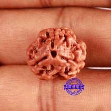 Load image into Gallery viewer, 3 Mukhi Rudraksha from Nepal - Bead No. 361

