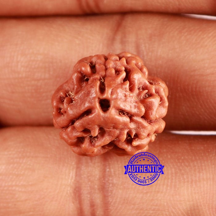 3 Mukhi Rudraksha from Nepal - Bead No. 361