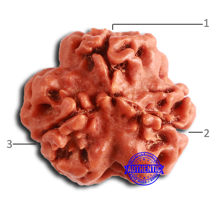 3 Mukhi Rudraksha from Nepal - Bead No. 362