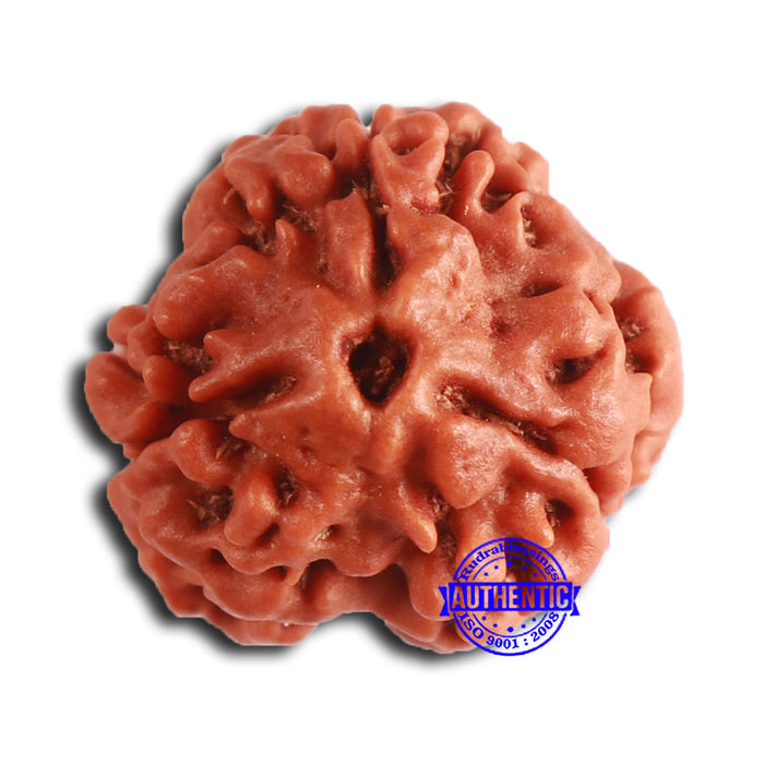 3 Mukhi Rudraksha from Nepal - Bead No. 362