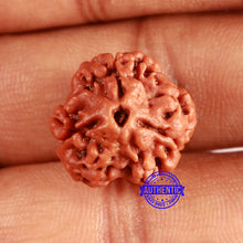Load image into Gallery viewer, 3 Mukhi Rudraksha from Nepal - Bead No. 362
