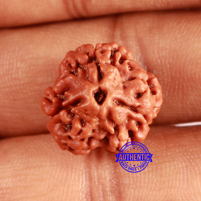 3 Mukhi Rudraksha from Nepal - Bead No. 362