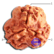 Load image into Gallery viewer, 3 Mukhi Rudraksha from Nepal - Bead No. 363
